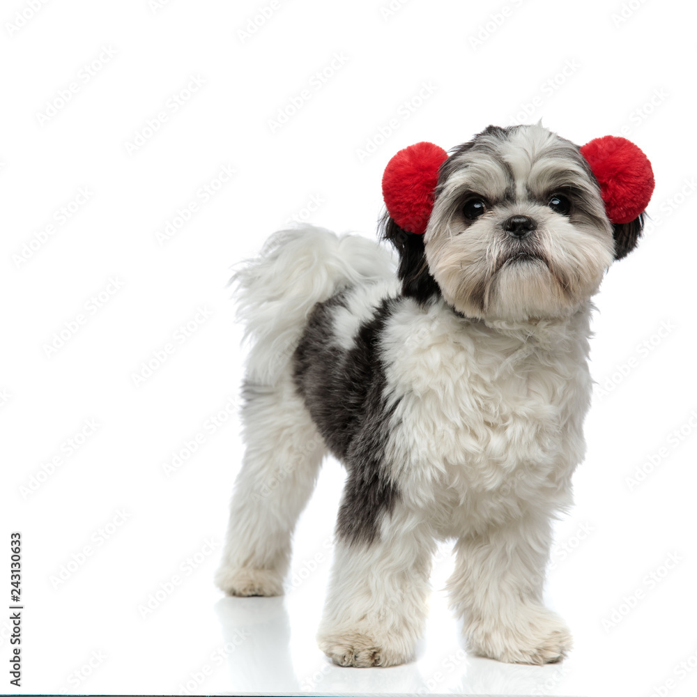 happy shih tzu wearing red fluffy earmuffs happy shih tzu wearing red fluffy earmuffs