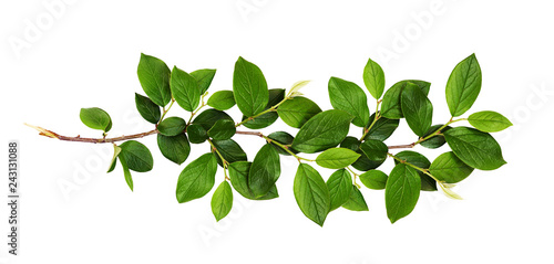 Fresh branch with green leaves Fototapeta