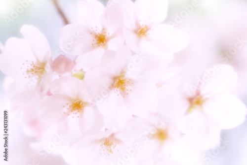 桜