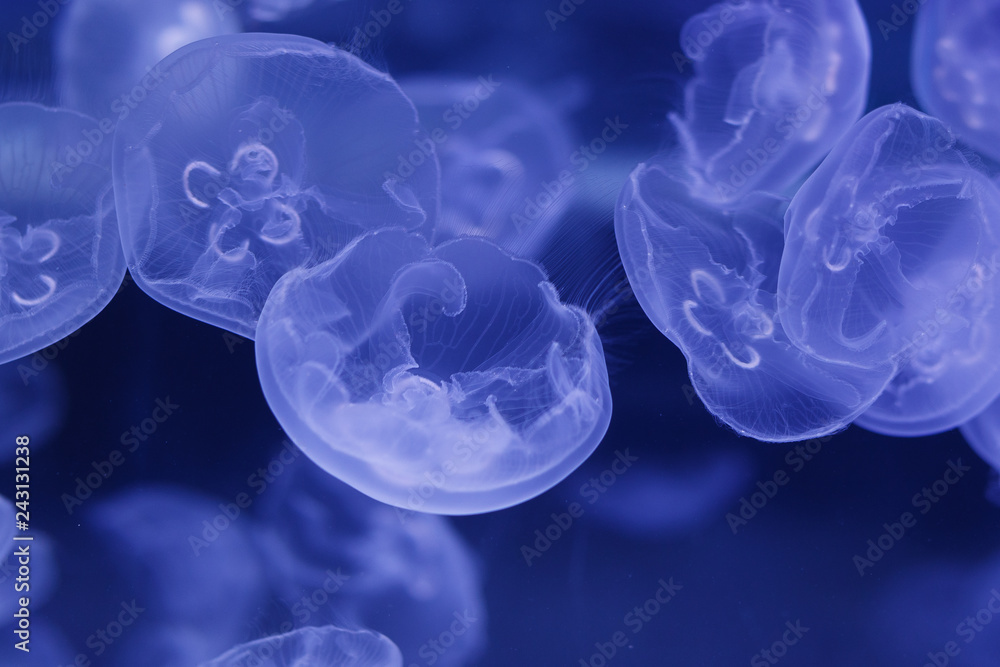 World jellyfish World jellyfish