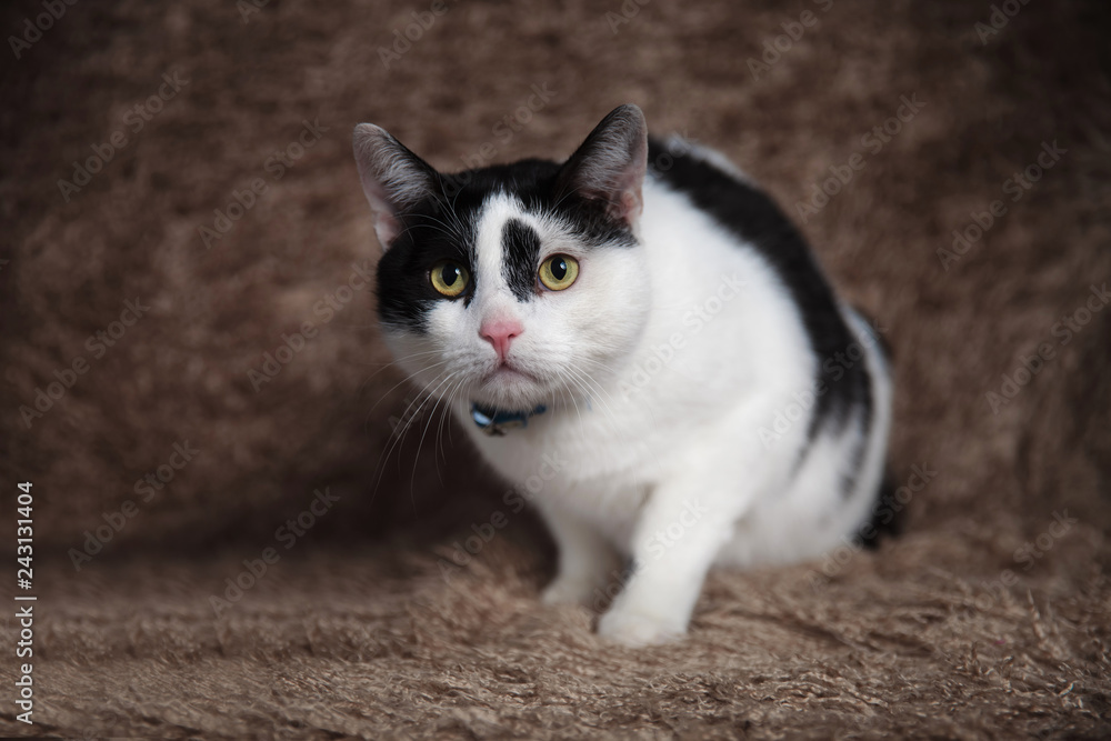 curious black and white cat wearing blue collar sitting curious black and white cat wearing blue collar sitting