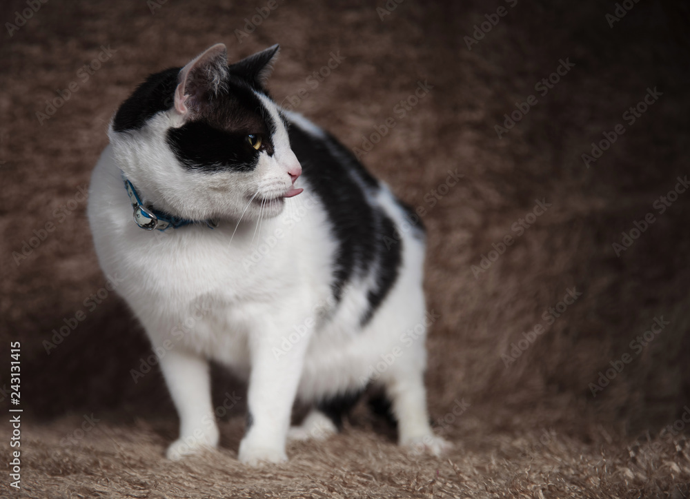 adorable cat wearing blue collar looks to side while panting
