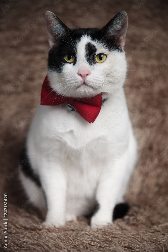 elegant metis cat sitting on brown fur looks to side elegant metis cat sitting on brown fur looks to side