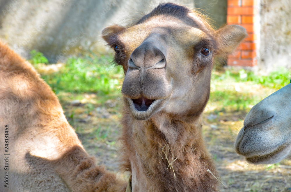 Surprised camel close up in profile