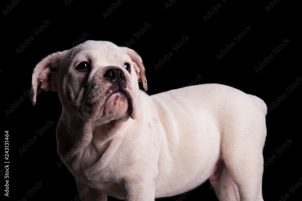 side view of white english bulldog looking up to side side view of white english bulldog looking up to side