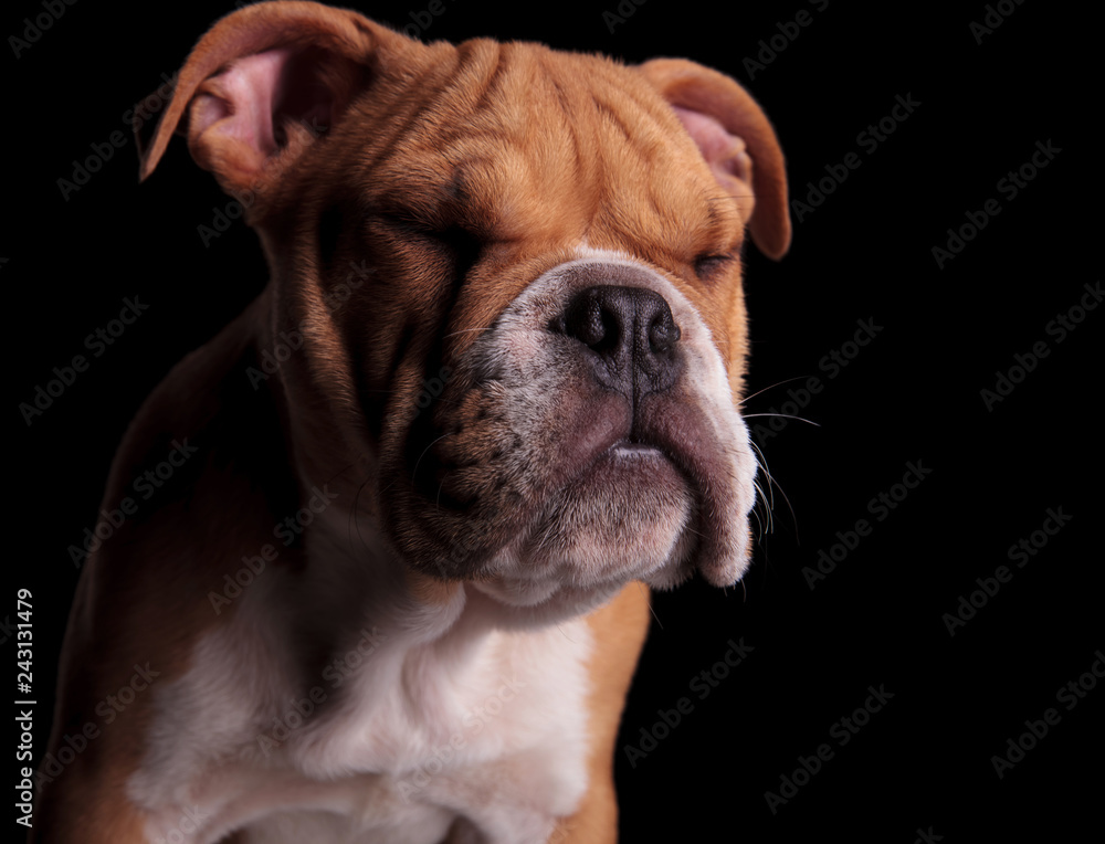 head of adorable english bulldog standing with eyes closed