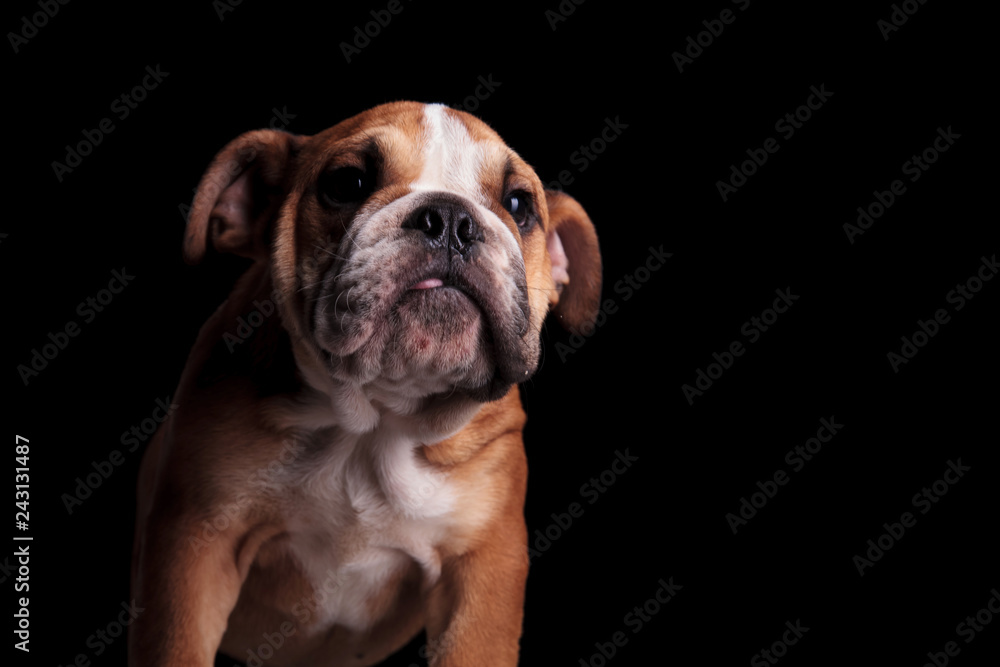 adorable english bulldog with tongue exposed looking to side