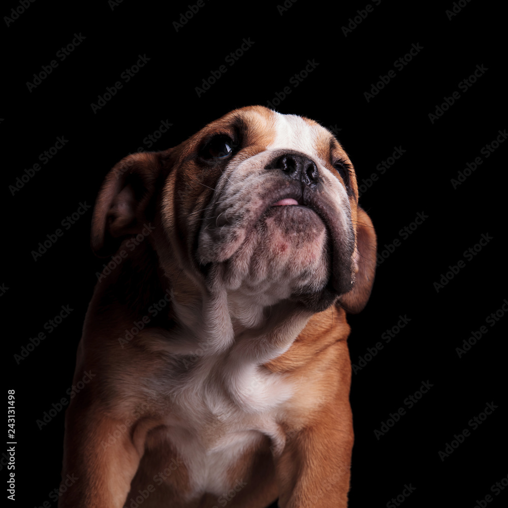 close up of cute english bulldog looking up to side