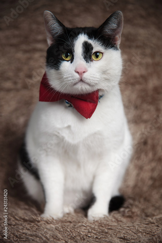 elegant metis cat sitting on brown fur looks to side