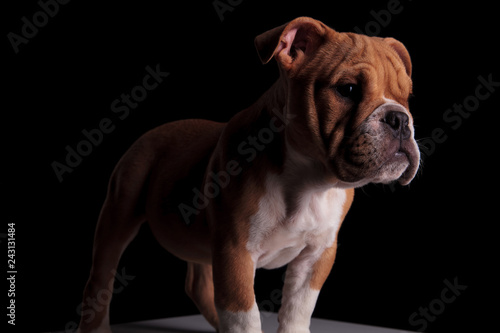 close up of adorable english bulldog looking down to side