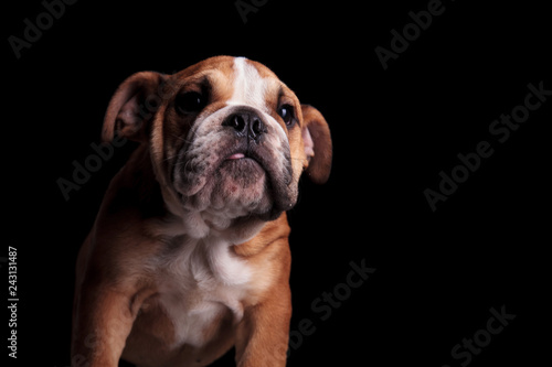 adorable english bulldog with tongue exposed looking to side