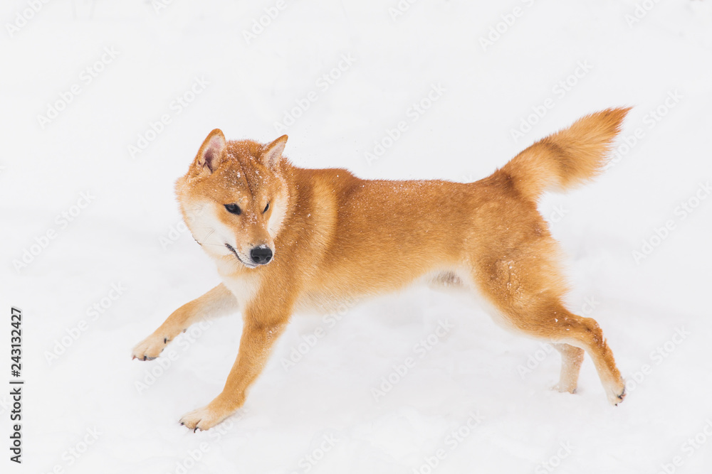 Brown pedigreed dog walking on the snowy field. Shiba inu Brown pedigreed dog walking on the snowy field. Shiba inu