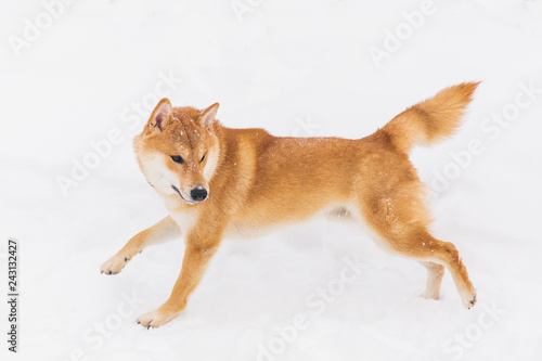 Brown pedigreed dog walking on the snowy field. Shiba inu © alexander132