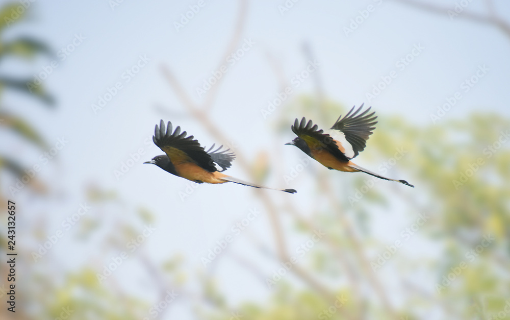 Fototapeta premium Rufous Treepie