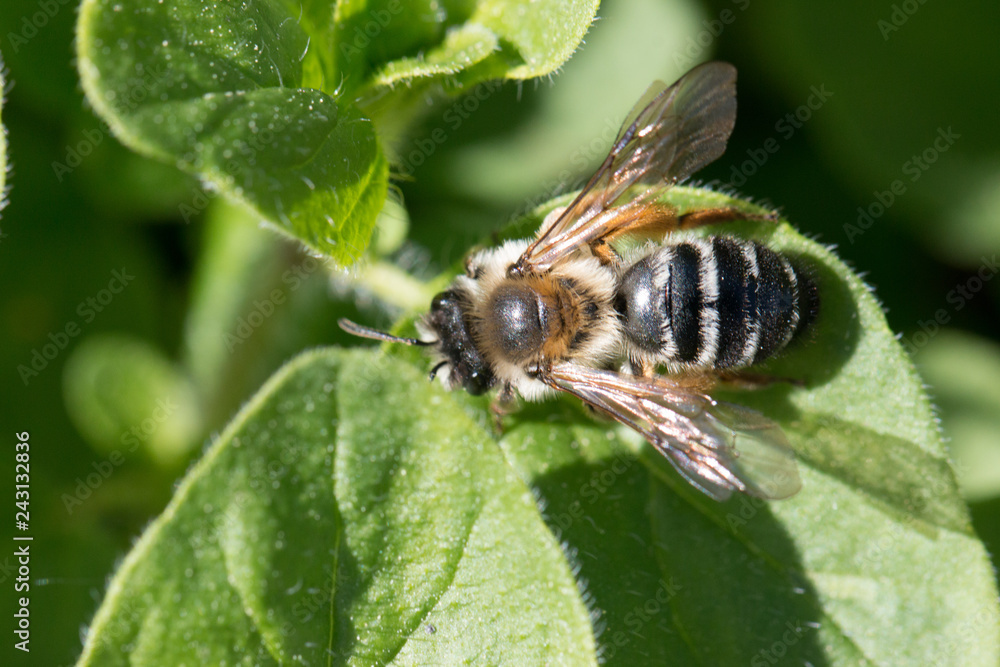 bee bee