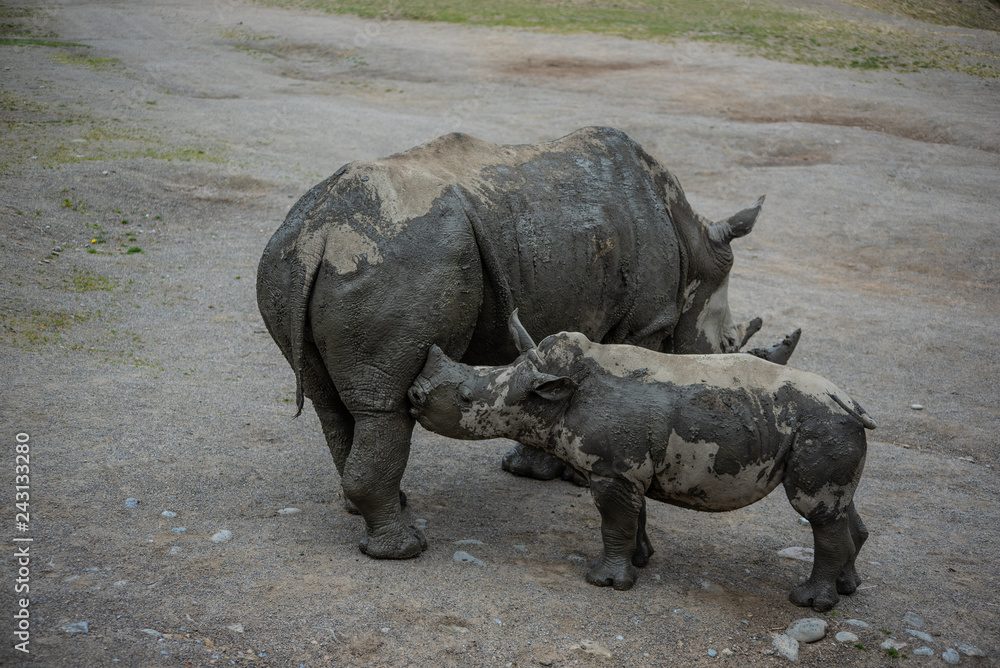 Obraz premium white rhinoceros in zoo