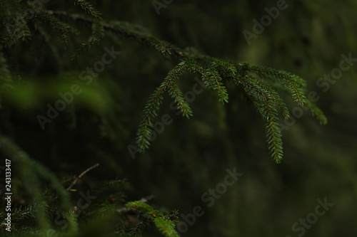 fir branch macro green background