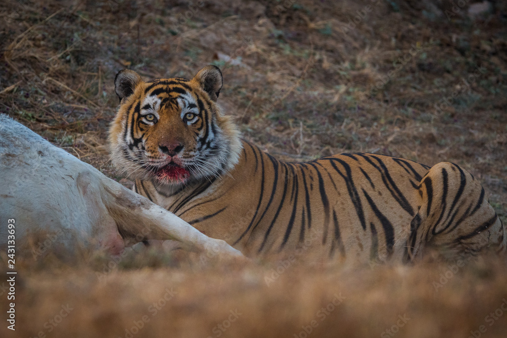 Siberian Tiger Hunting Prey
