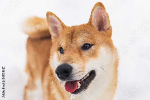 Portrait of beautiful borwn pedigreed dog. Shiba inu walking on the snowy field photo