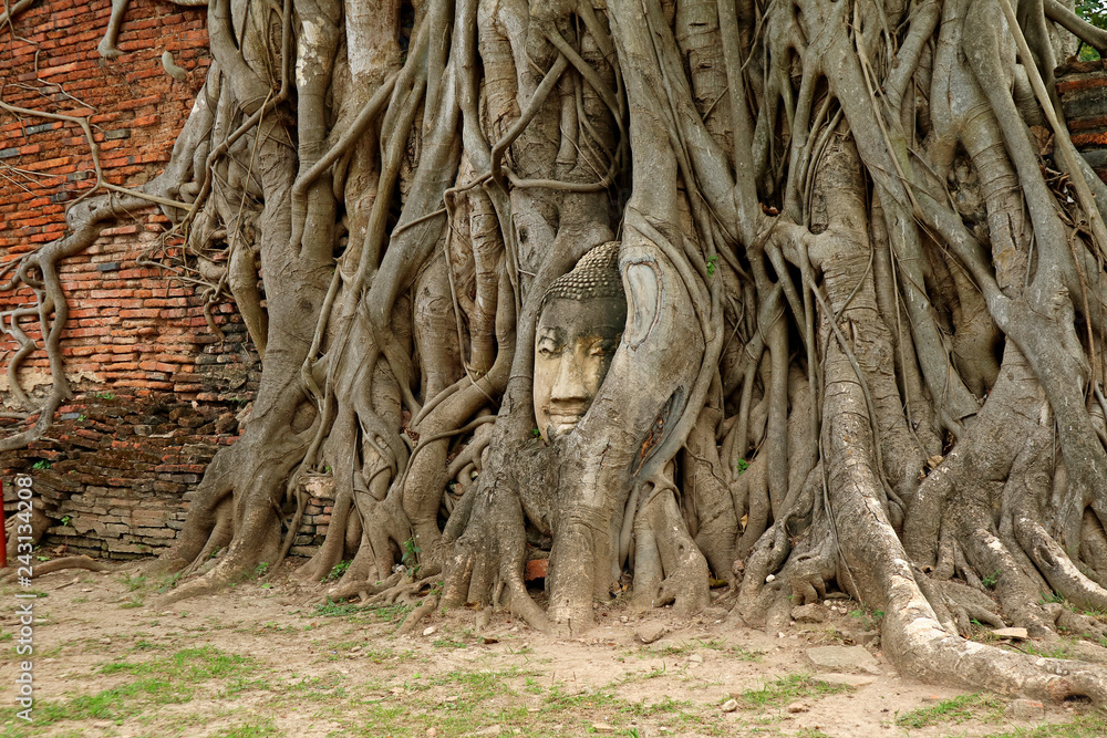 Sandstone Buddha Image's Head Trapped in the Tree Roots at Wat Mahathat Ancient Temple, Ayutthaya Historical Park, UNESCO World Heritage Site in Thailand 