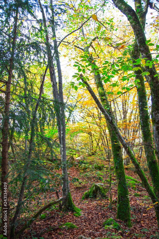Fototapeta premium Forêt d'automne