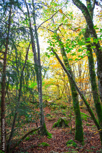 Fototapeta Naklejka Na Ścianę i Meble -  Forêt d'automne