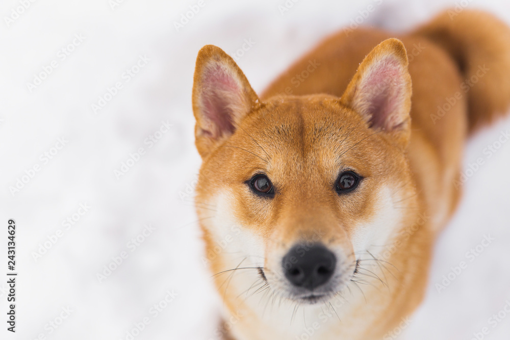 Portrait of beautiful borwn pedigreed dog. Shiba inu walking on the snowy field