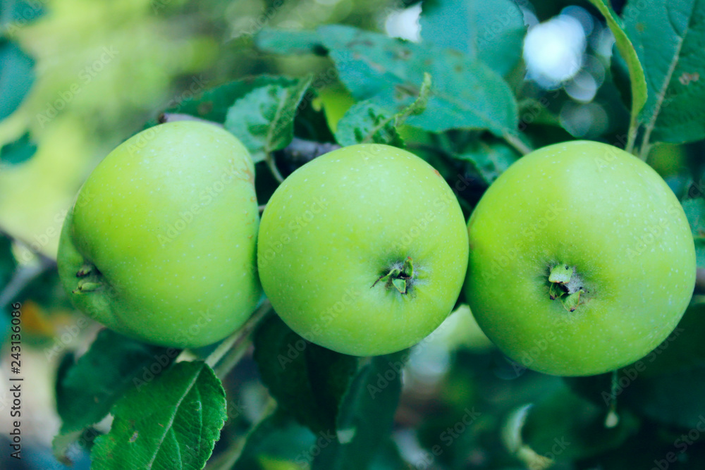Cropped Shot Of A Branch With Three Apples. Apple Tree, Close Up.
Cropped Shot Of A Branch With Three Apples. Apple Tree, Close Up.
