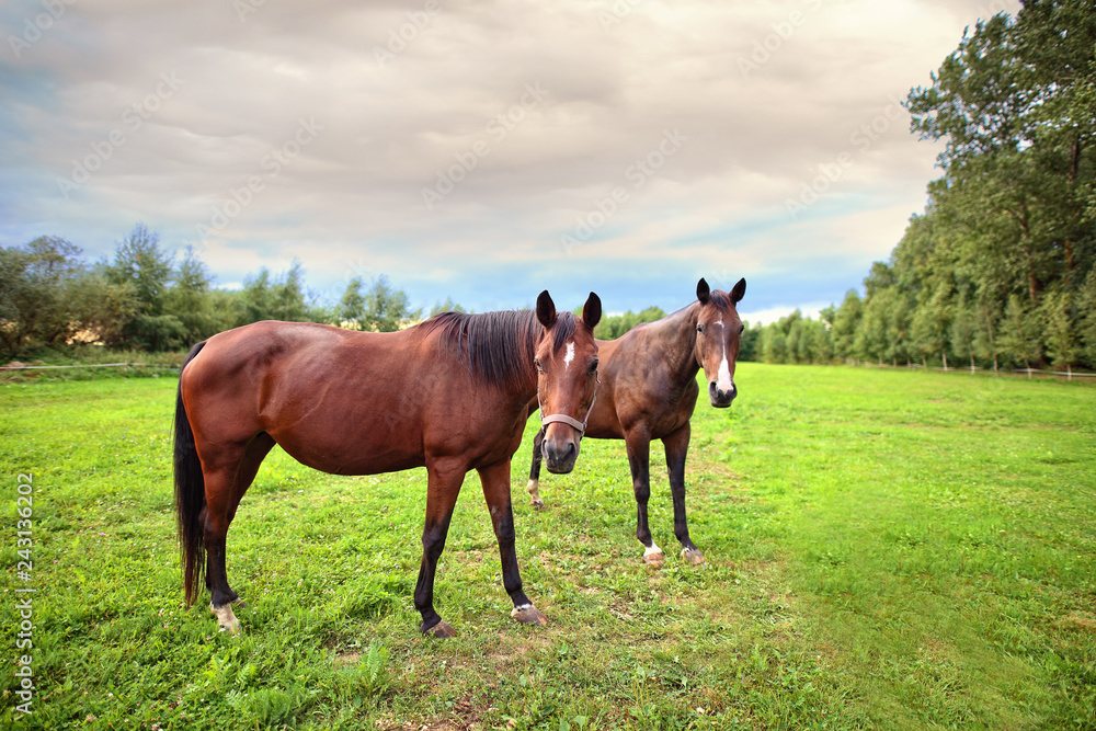 Obraz premium herd of horses on green grass