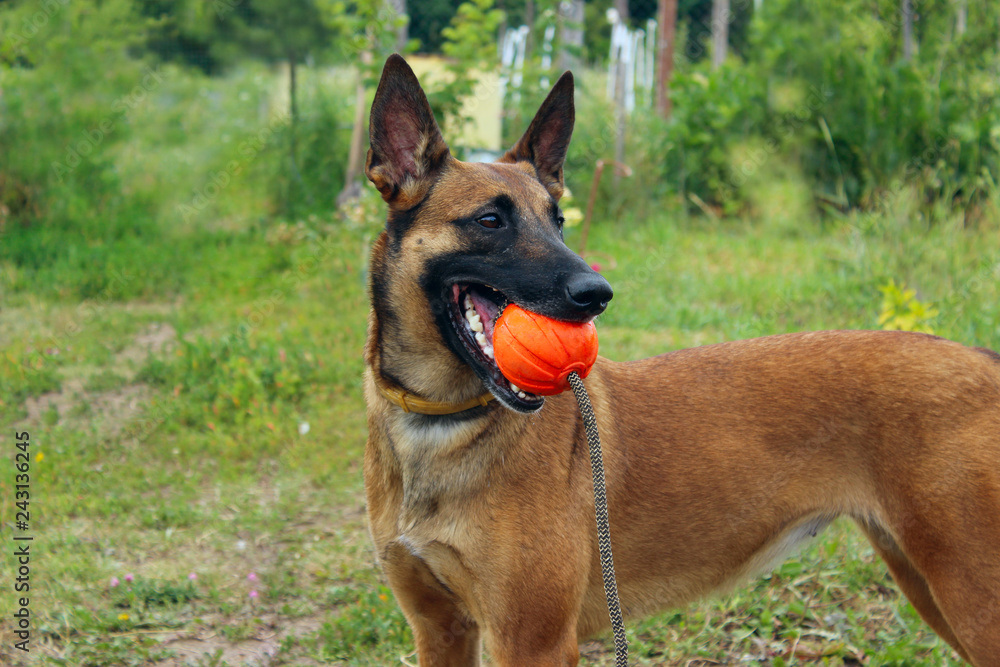 Dog Playing With A Red Ball. Cropped Shot Of Malinois Dog.
Dog Playing With A Red Ball. Cropped Shot Of Malinois Dog.