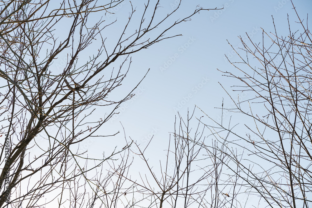 tree branches without leaves on sky background tree branches without leaves on sky background