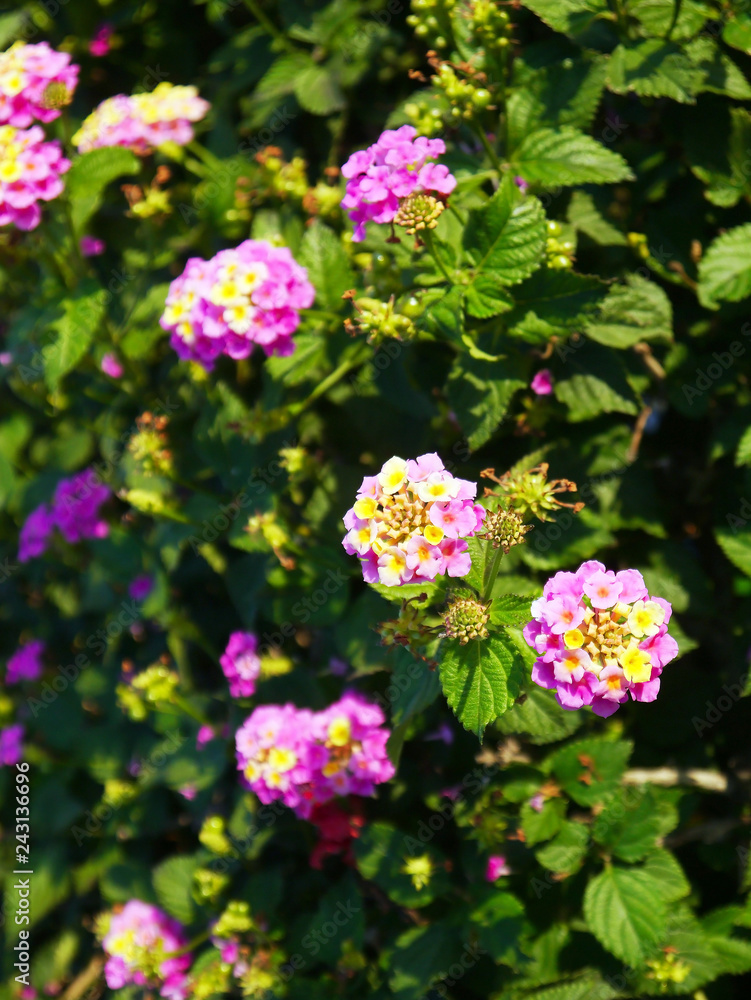 Lantana es un género de plantas con flor de la familia Verbenaceae Lantana es un género de plantas con flor de la familia Verbenaceae
