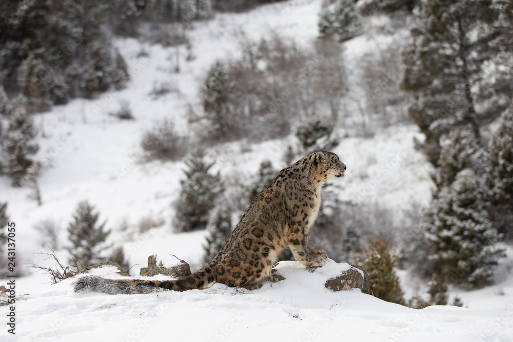 Rare, endangered, elusive Snow Leopard in cold winter snow scene