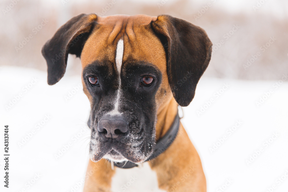 Portrait of brown pedigreed dog on the snow. Boxer.