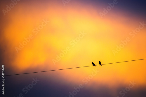 Sunset sky,Bird sitting on electric wire a have sunset sky background.Thailand.