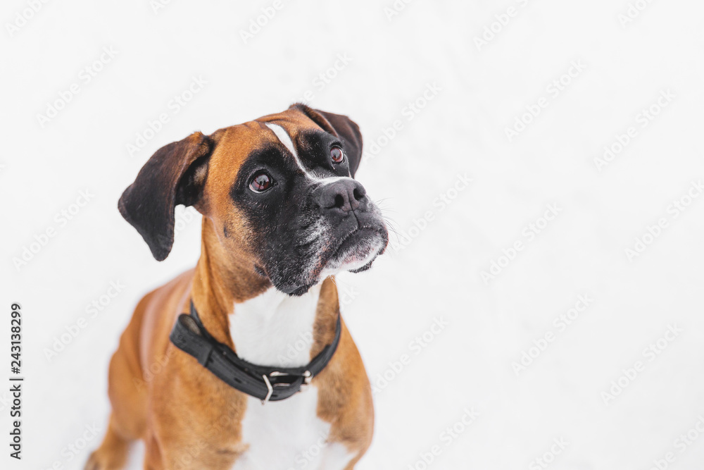Portrait of brown pedigreed dog on the snow. Boxer. Portrait of brown pedigreed dog on the snow. Boxer.