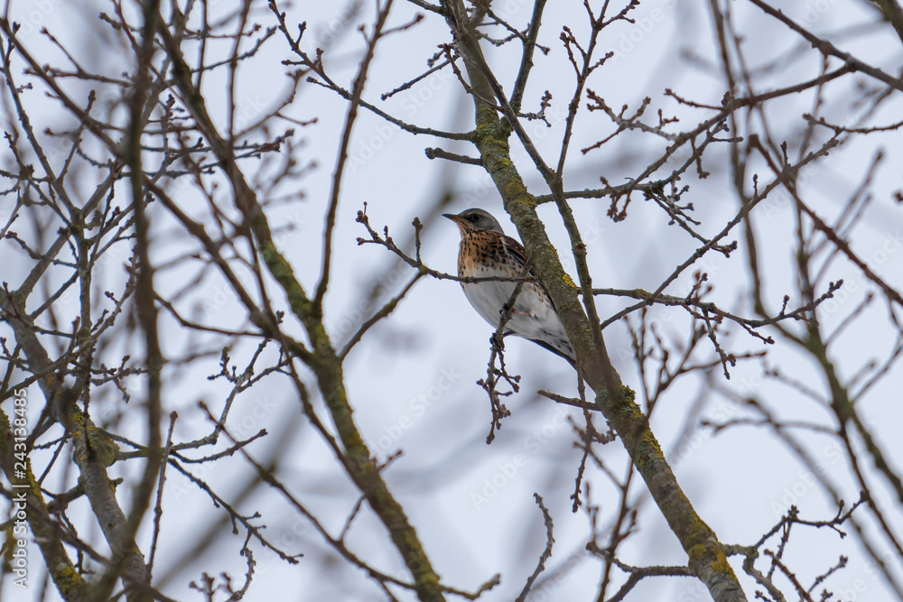Fieldfare sitting in a maze of branches Fieldfare sitting in a maze of branches
