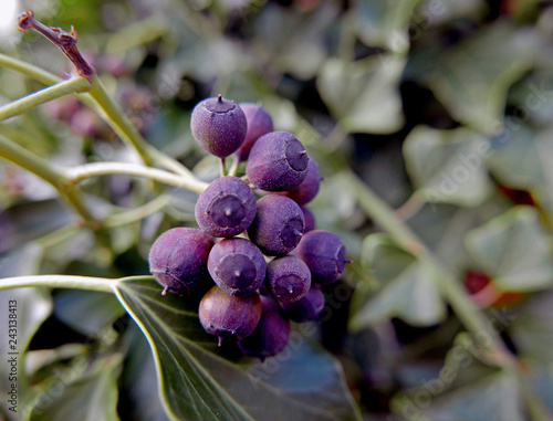 un grappolo di bacche viola fotografate da vicino photo