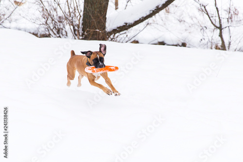 Brown pedigreed dog playing with orange circle toy on the snow field. Boxer. Running dog