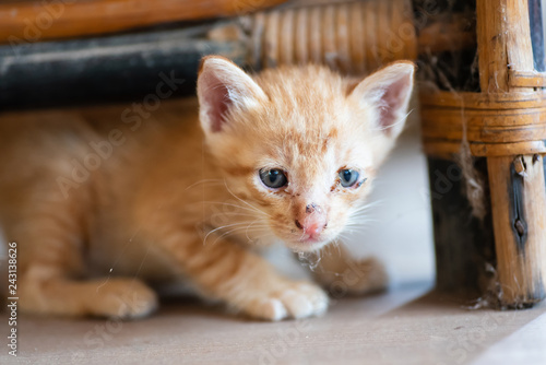 Ginger kitten playing under the chair at home