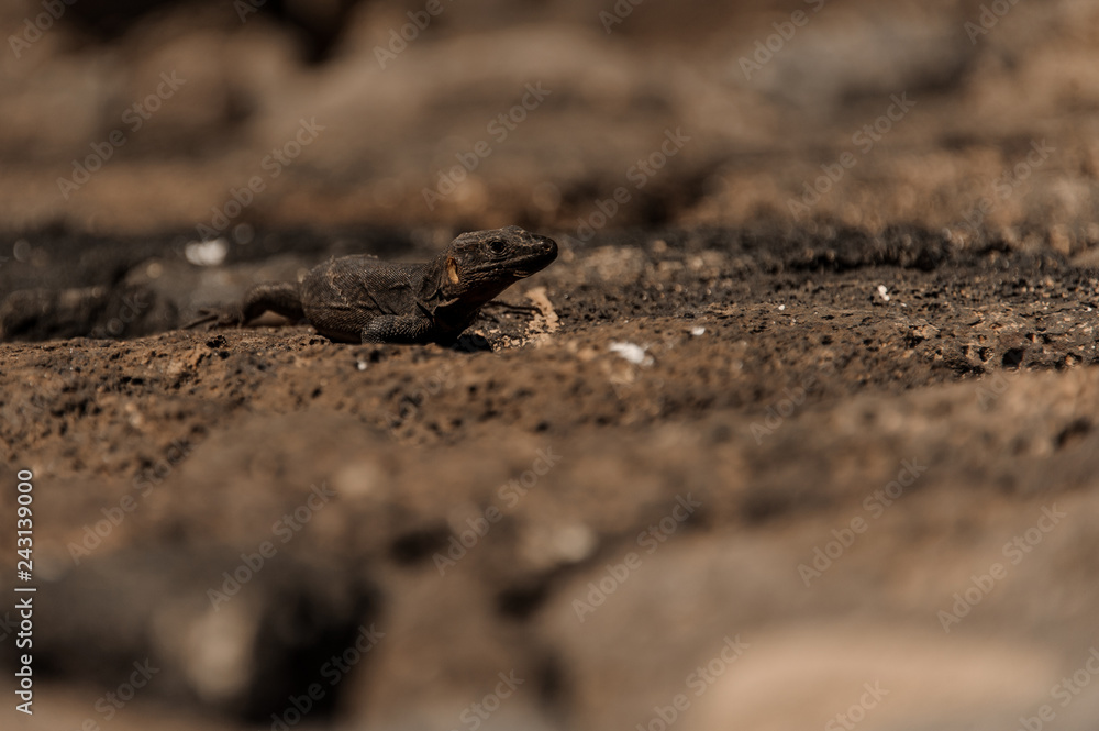 Wild lizard walking along the sandy ground