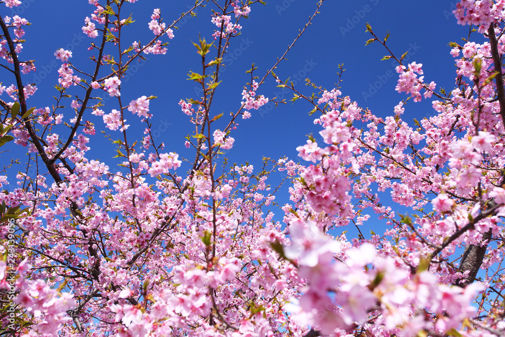 河津桜