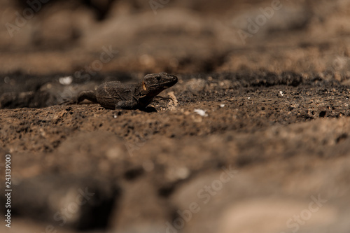 Wild lizard walking along the sandy ground