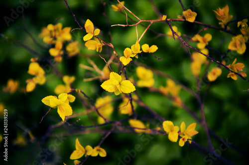 yellow leaves