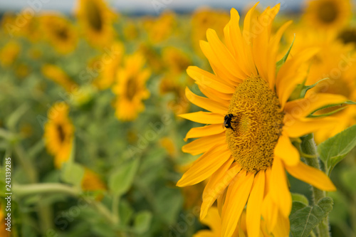 Fototapeta Naklejka Na Ścianę i Meble -  field yellow sunflowers