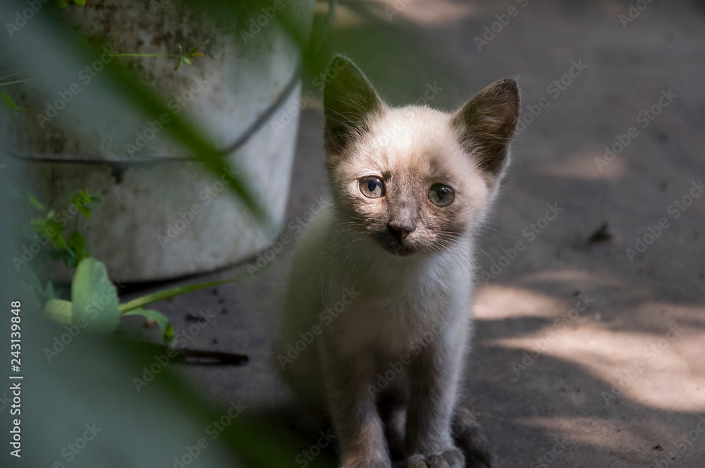 Siamese Shorthair cat is walking on the asphalt. Blue eyed little domestic kitten. Village pet. Creamy fur. Grey background Siamese Shorthair cat is walking on the asphalt. Blue eyed little domestic kitten. Village pet. Creamy fur. Grey background