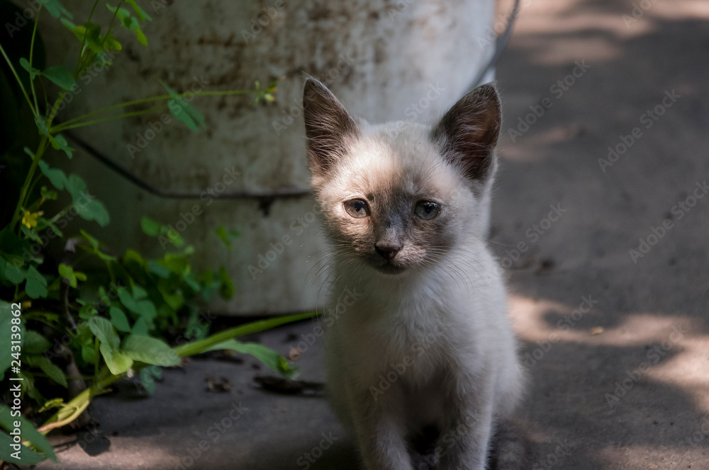 Siamese Shorthair cat is walking on the asphalt. Blue eyed little domestic kitten. Village pet. Creamy fur. Grey background