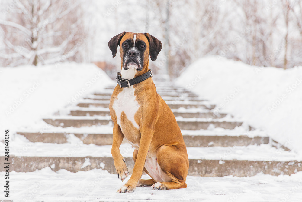 Brown pedigreed dog sitting on the snowy road. Boxer