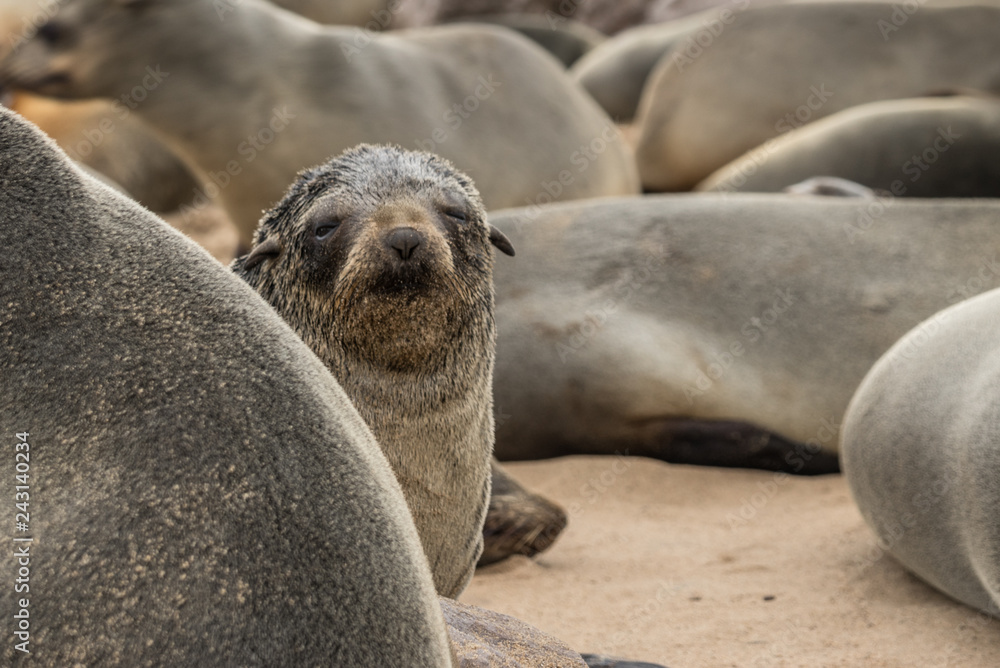 Fototapeta premium seals at cape cross seals reserve namibia africa