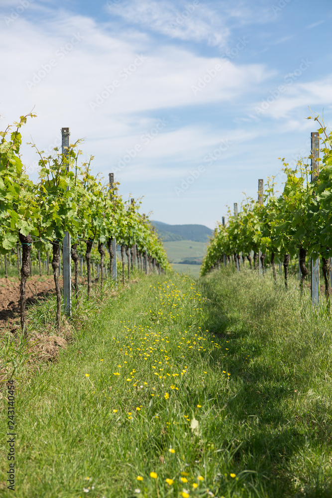 Wine field wineyards germany